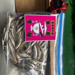 野尻湖ワカサギ釣り