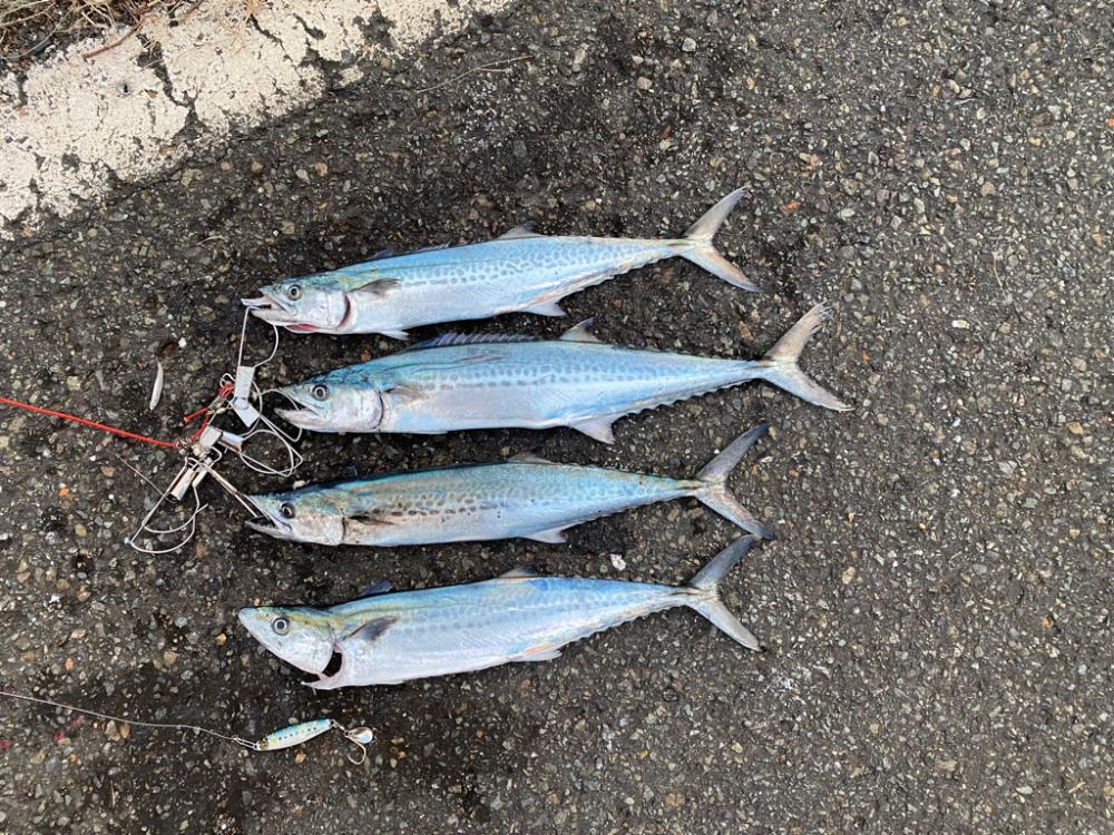 よく釣れた！