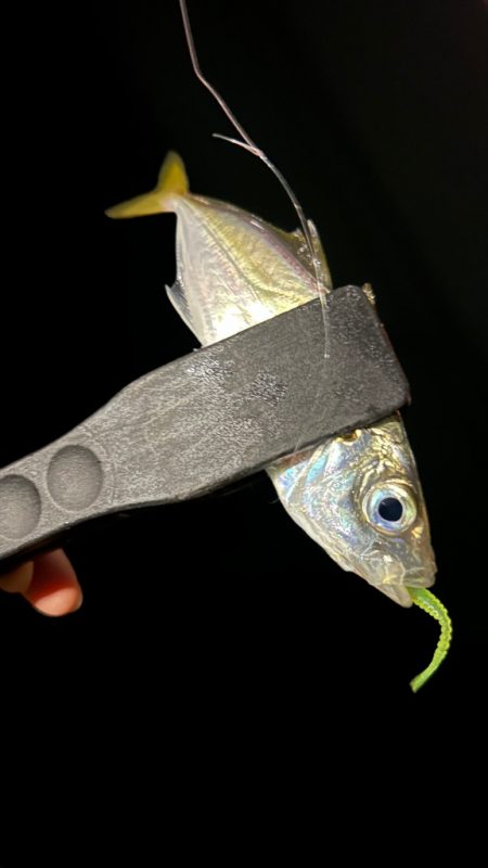 無風快適アジング