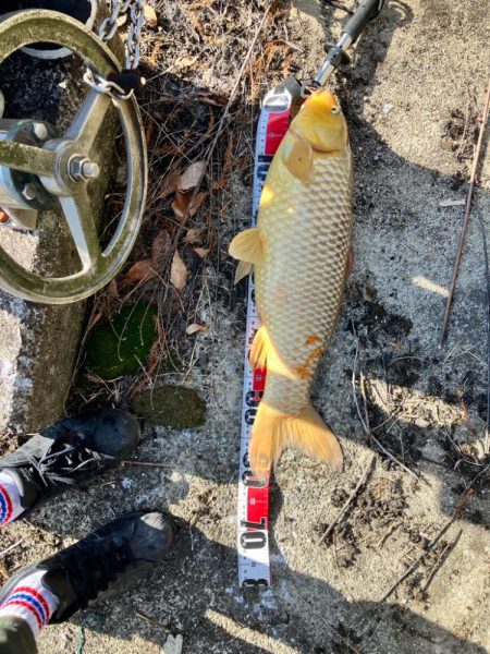 武庫川で大鯉！！