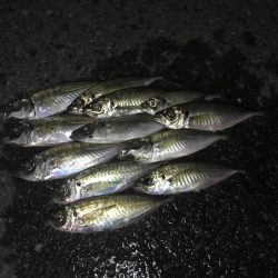 山陰アジング冬の陣