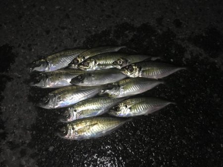 山陰アジング冬の陣