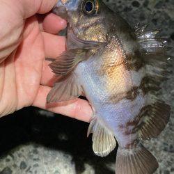 濁りで渋いメバリング