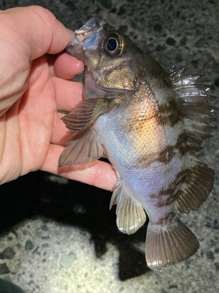 濁りで渋いメバリング