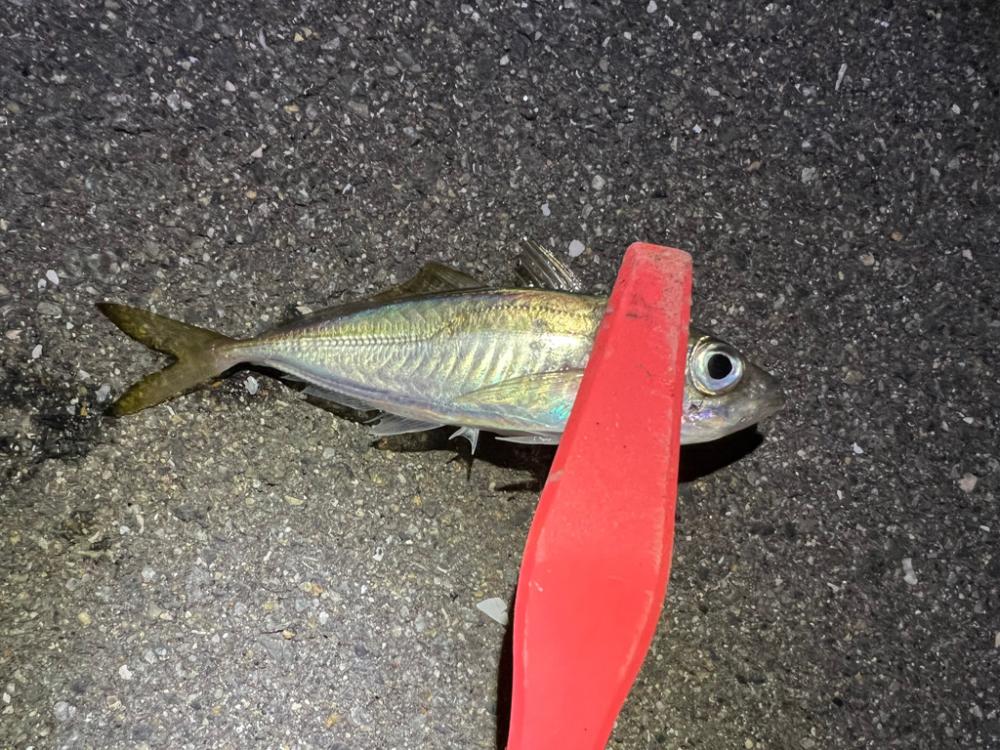 鯵を探して三千里 Vol.81