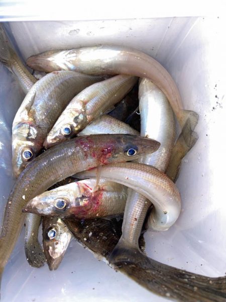 赤灯台〜東二見釣行！