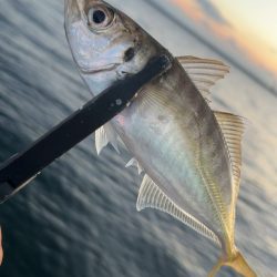 最近風がずっと強い…