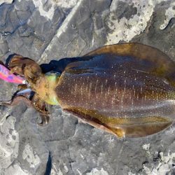 エギング納め。執念の2杯。