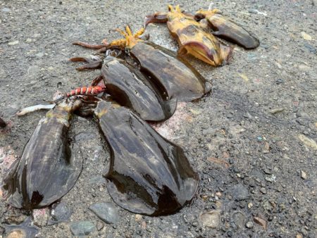 釣り納めになっちゃったぁ