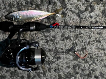 淡路島、爆風アジング