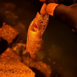 時合いまでのライトゲーム