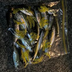 (釣り納)アジング