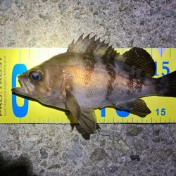 年末メバリング