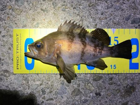 年末メバリング