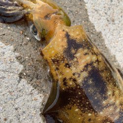 南紀のアオリイカ