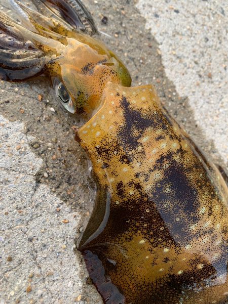 南紀のアオリイカ