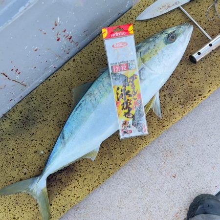 メジロ・ハマチ・ヒラメ/ノマセ