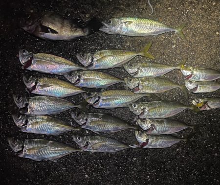 ナイトアジング、メバリング