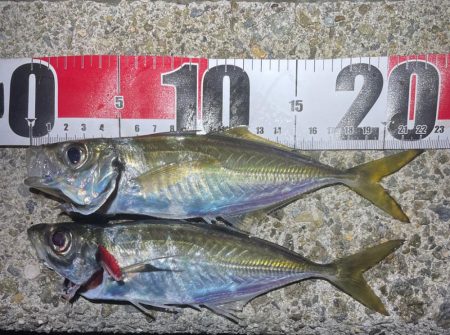 ナイトアジング