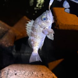 今日はライトゲーム