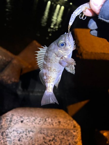 今日はライトゲーム