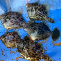 金谷沖、カワハギ