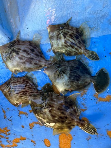 金谷沖、カワハギ