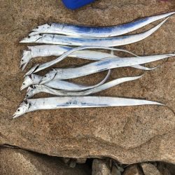 年末デイ太刀魚