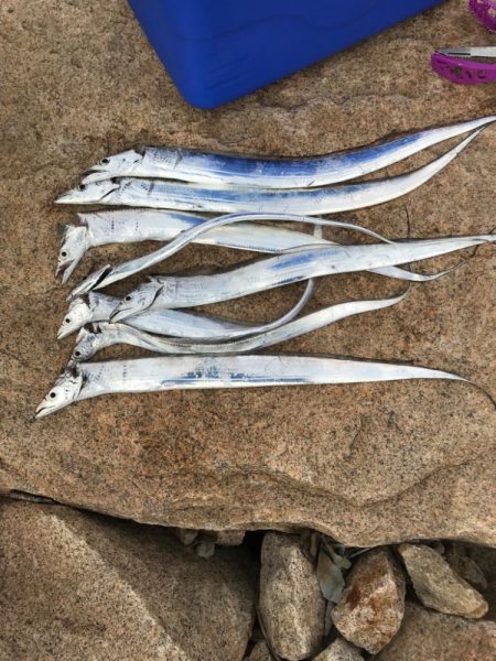 年末デイ太刀魚