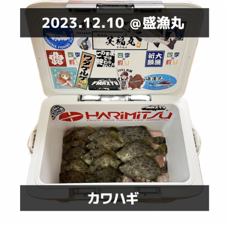 カワハギ/カワハギ仕掛け