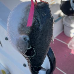 次こそはとリベンジしますが