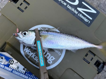 寒くてもアジング2