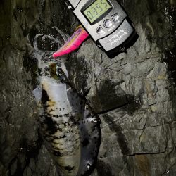 釣り納めエギング