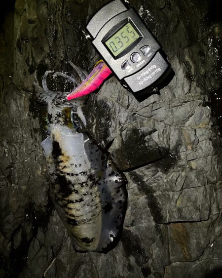 釣り納めエギング