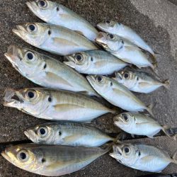 大アジ よく釣れます