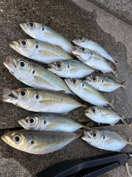 大アジ　よく釣れます