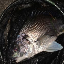 淀川のチニング