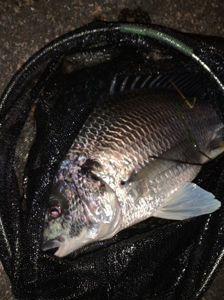 淀川のチニング