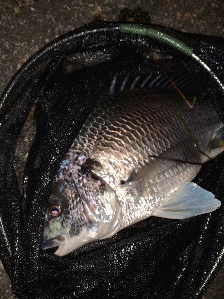 淀川のチニング