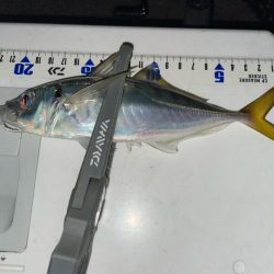 シーズン終盤？