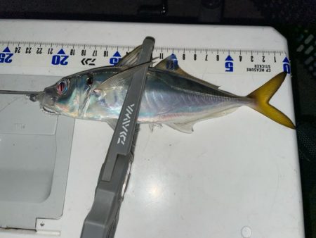 シーズン終盤？