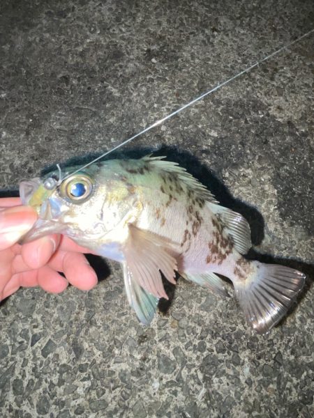 夜の海でランガン♪