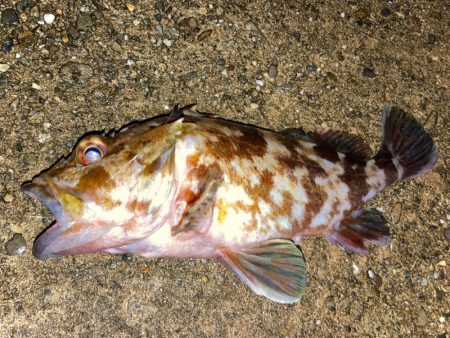 NOカレイYESガシラにゃ！