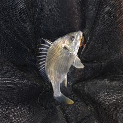 淀川の大型キビレ