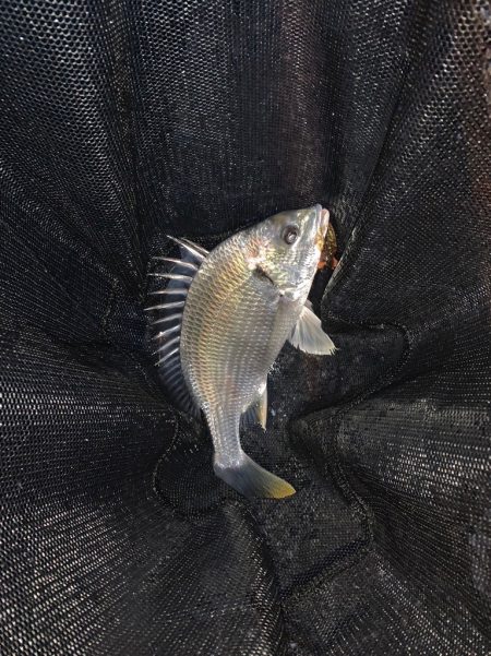 淀川の大型キビレ