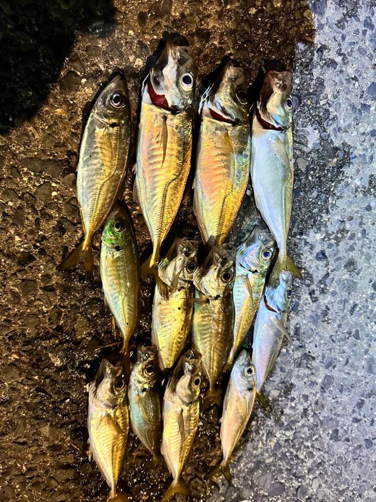 強風の中のアジング