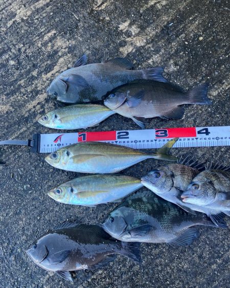 カゴ釣りで尺アジ