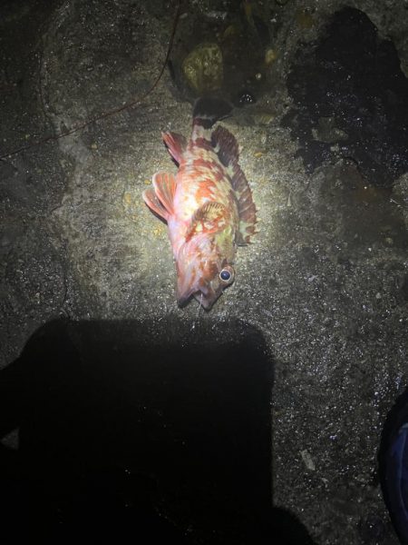 深夜のアナゴ ＆デカガシラ