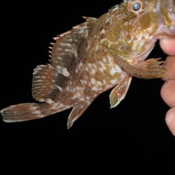 仕事帰りにメバリング♪