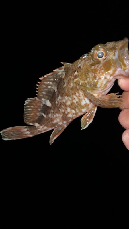 仕事帰りにメバリング♪